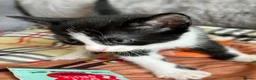 Mixed Breed cats for sale: Kittens for Sale £160 - Advert 11