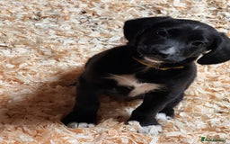 Mixed Breed dogs for sale: Ready now cocker spaniel x German shepherd puppy’s - Image 8