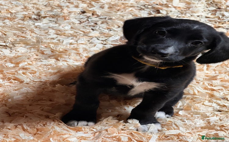 Mixed Breed dogs - Advert 5