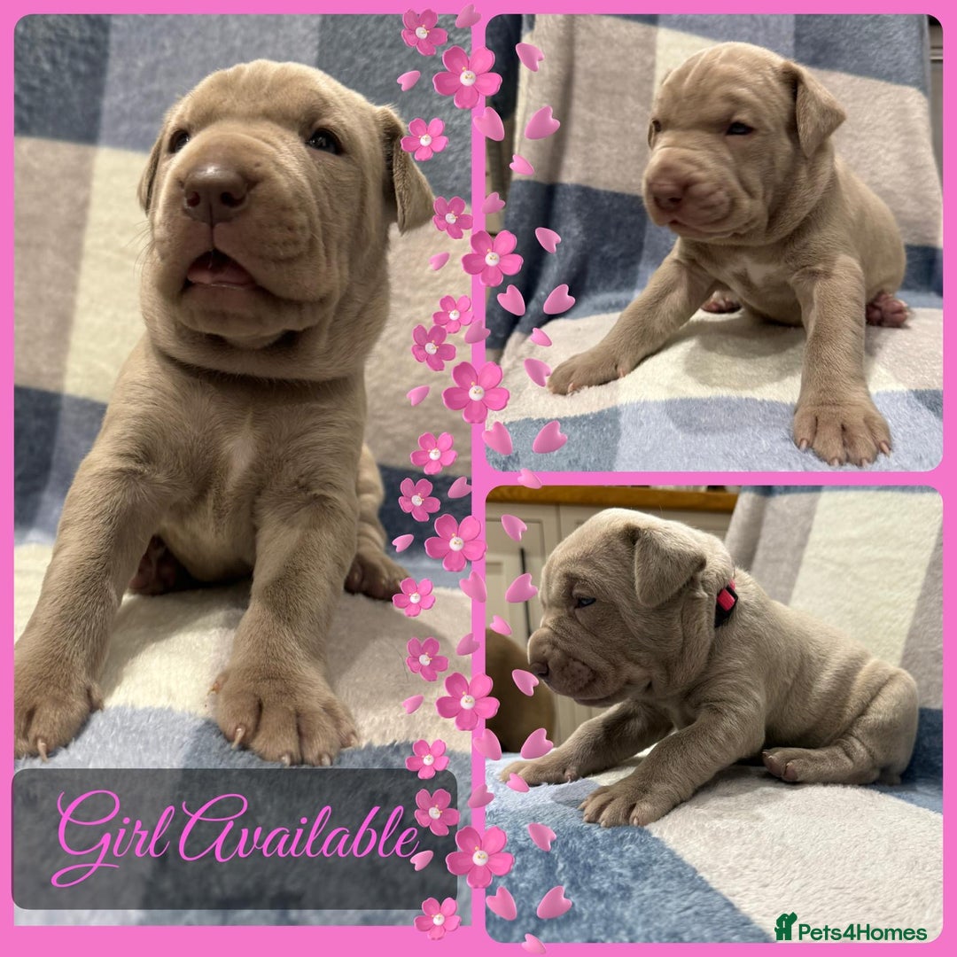 Mastiff dogs for sale: Neapolitan x Cane Corso Mix - Advert 13