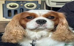 Cavalier King Charles Spaniel dogs for stud: Fully health tested proven Kc reg, multi gen clear in Wrexham - Image 8