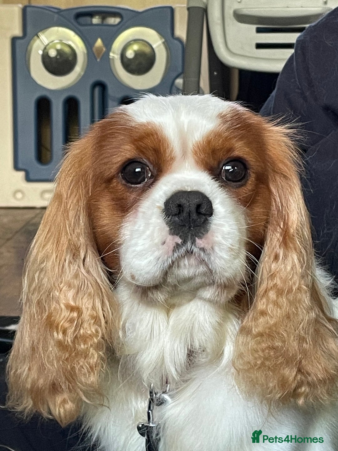 Cavalier King Charles Spaniel dogs for stud: Fully health tested proven Kc reg, multi gen clear in Wrexham - Image 8