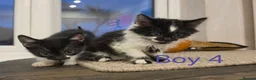 Mixed Breed cats for sale: ​🐾 6 Beautiful Kittens ready to go 💙🩷 - Advert 17