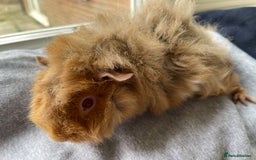 Guinea Pig rodents for sale: Baby Guinea Pigs for sale  - Image 22