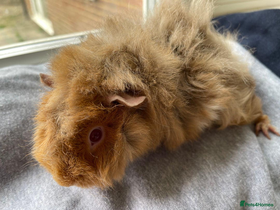 Guinea Pig rodents for sale: Baby Guinea Pigs for sale  - Image 22