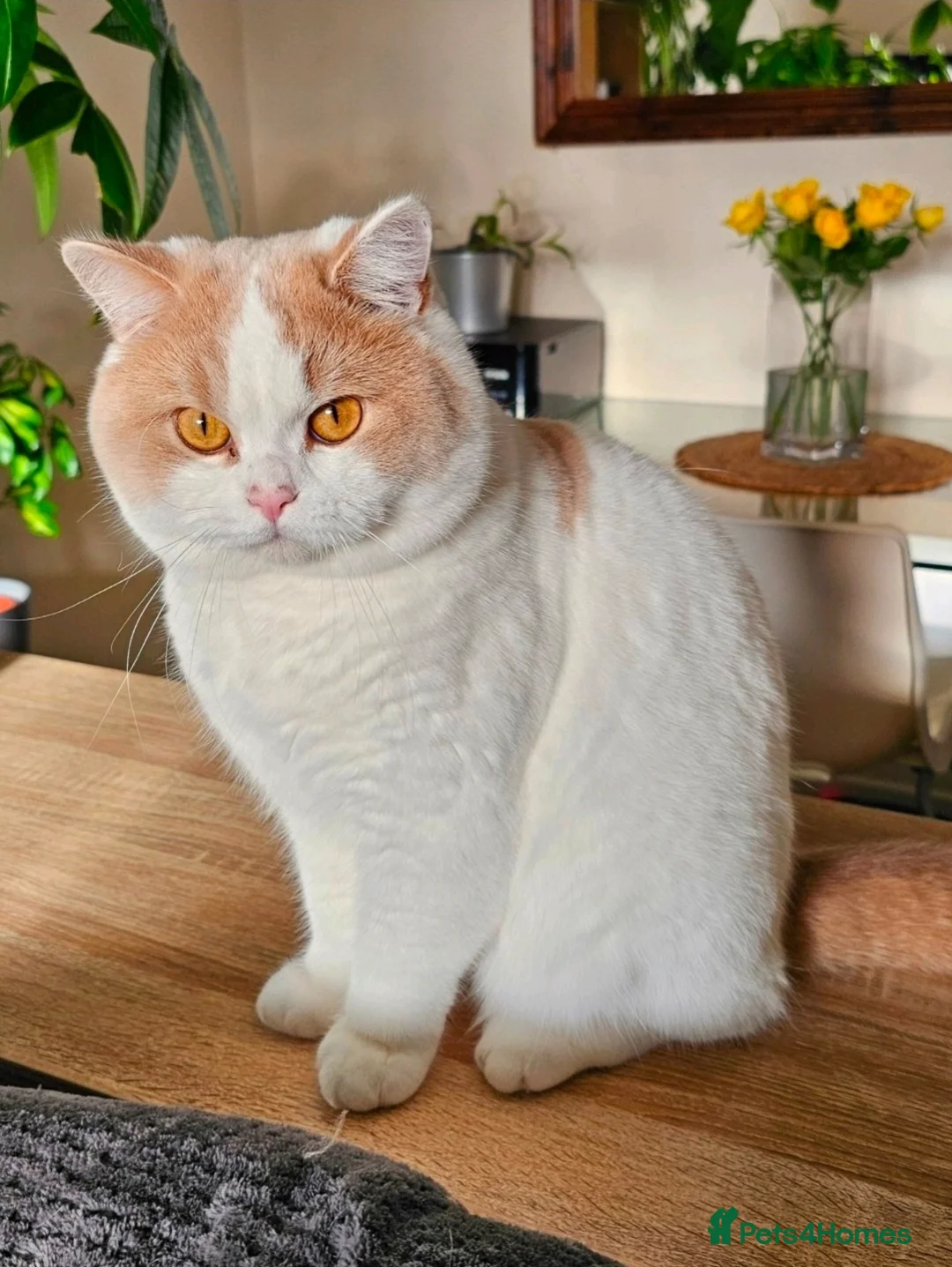 British Shorthair cats for sale: Cream & White Boy - Advert 7