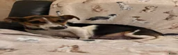 Jack Russell dogs for sale: Short legged Jack Russel puppies.  - Advert 8