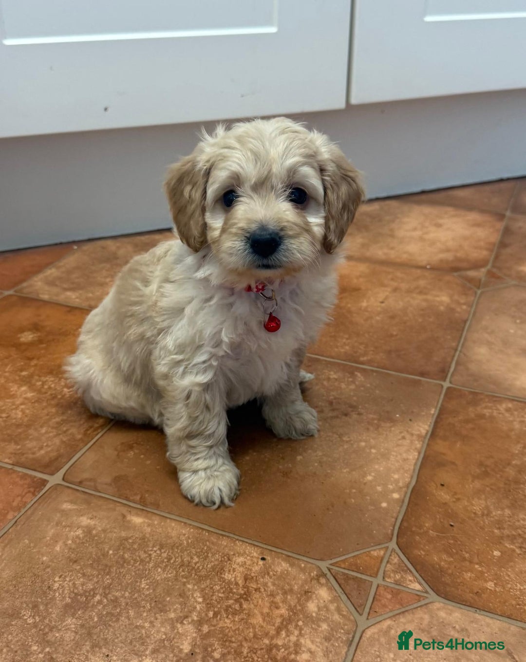 Cockapoo dogs for sale: Bred From Health Tested Parents - Advert 6
