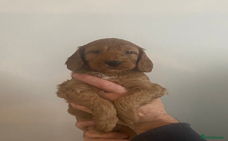 Cockapoo dogs - Advert 6