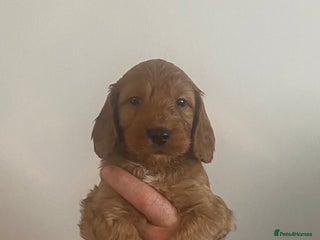 Cockapoo dogs - Advert 14