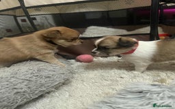 Chihuahua dogs for sale: Chiuahua Puppies - Advert 5