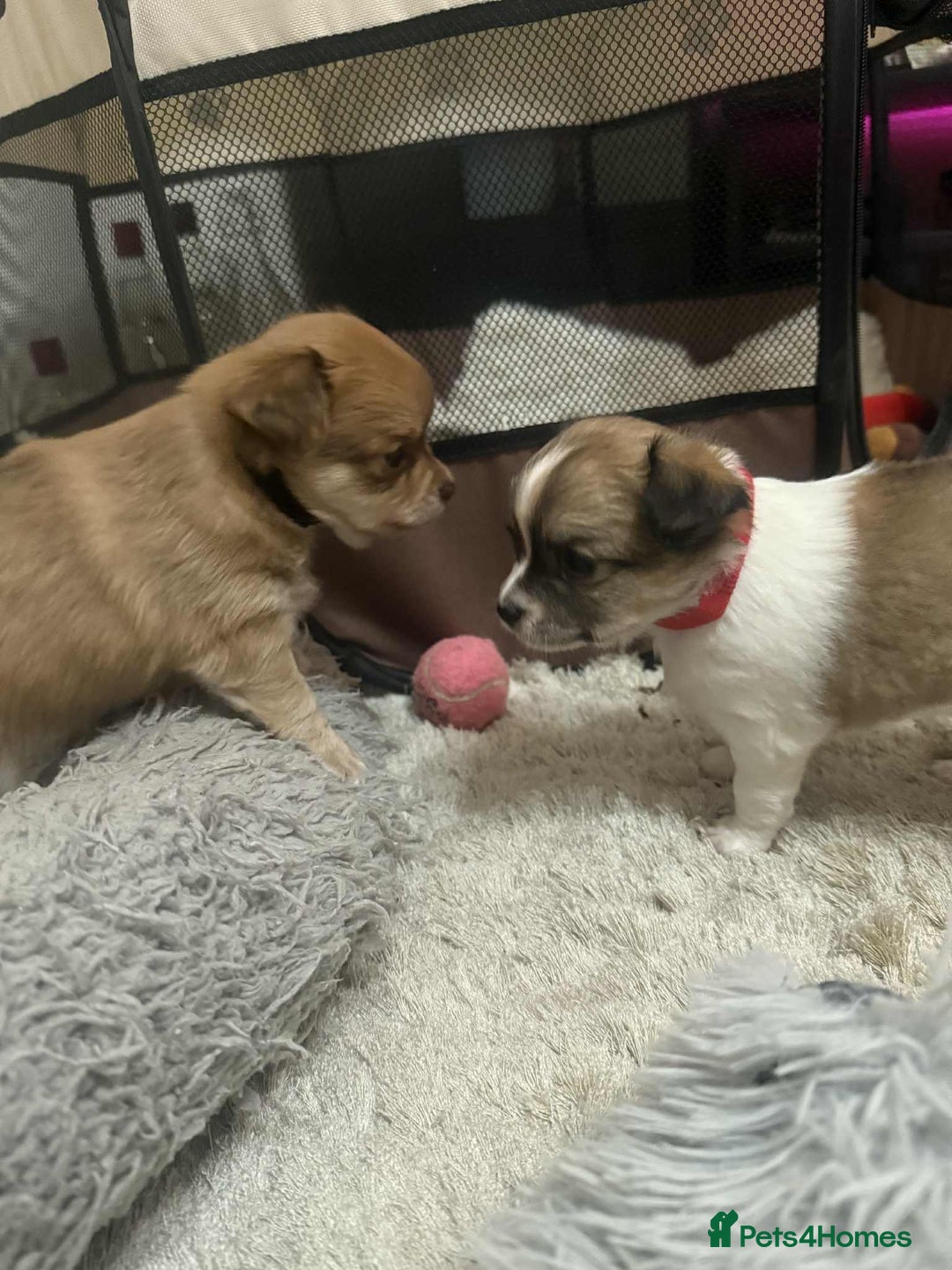 Chihuahua dogs for sale: Chiuahua Puppies - Advert 5