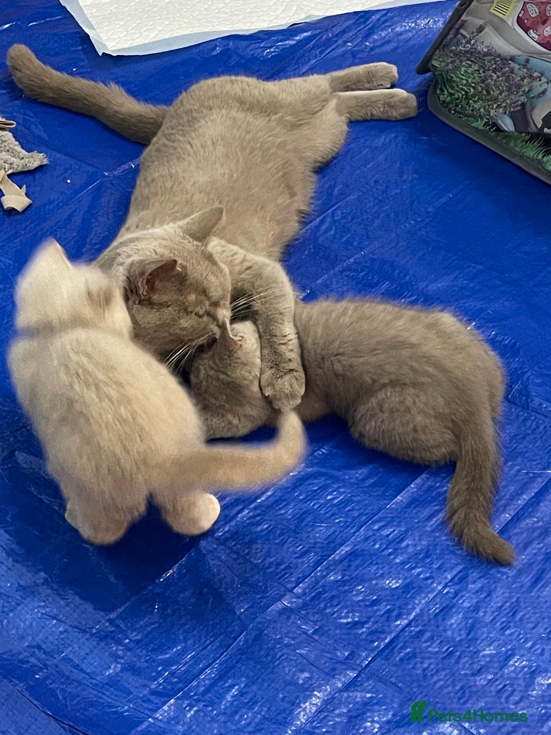 British Shorthair cats for sale: British Shorthair, Ready to be rehomed - Advert 21