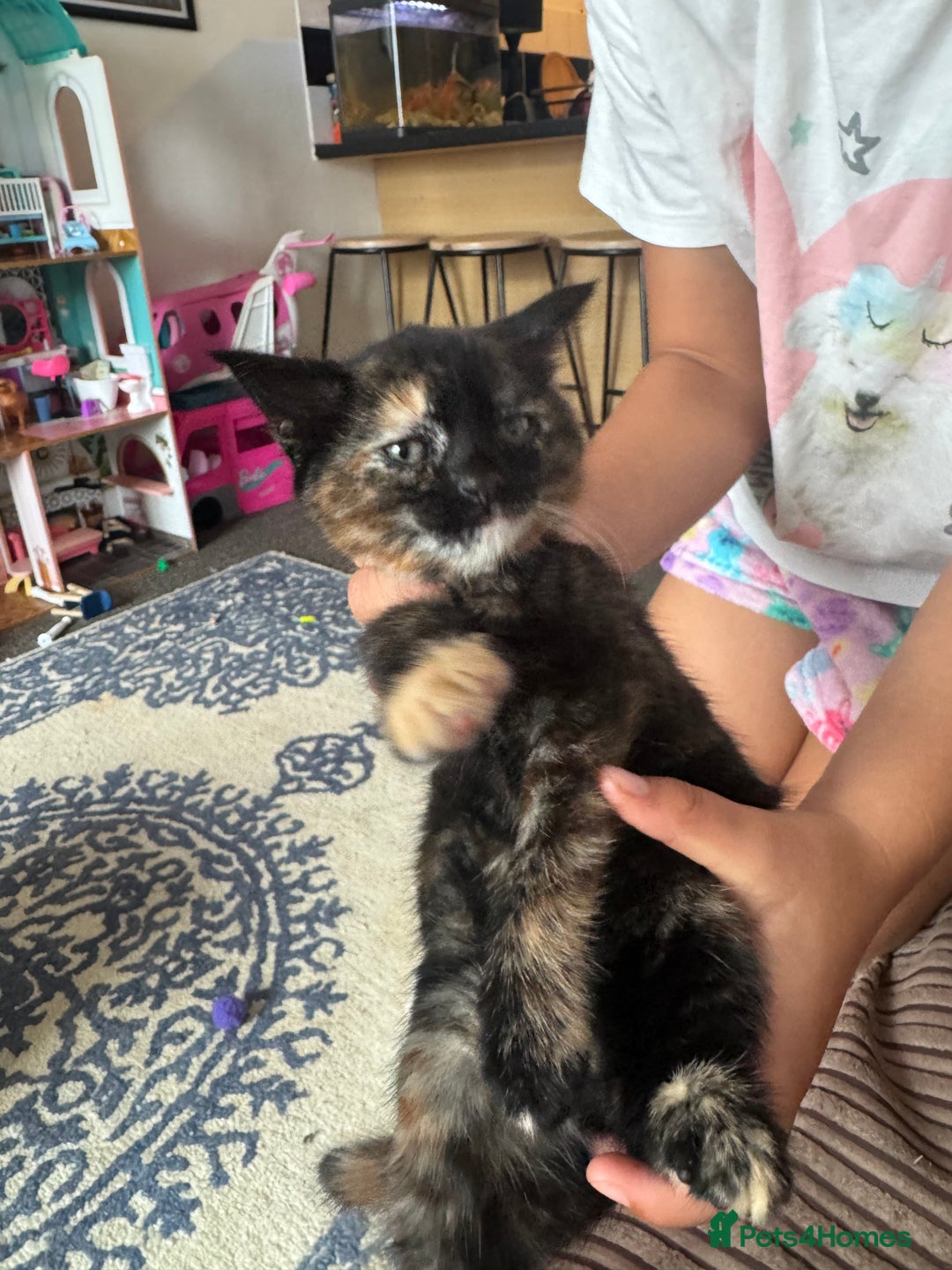 Mixed Breed cats for sale: Beautiful kittens  - Image 5