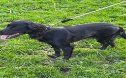 Cocker Spaniel dogs for sale: Working Cocker Spaniel  - Image 3