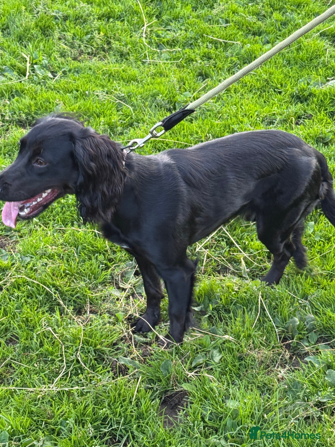 Cocker Spaniel dogs for sale: Working Cocker Spaniel  - Image 3