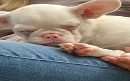 French Bulldog dogs for sale: French bulldog puppies  - Image 25