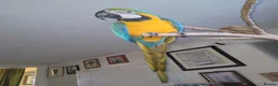 Macaws birds for sale: Blue and gold macaw for sale in Otley - Advert 2