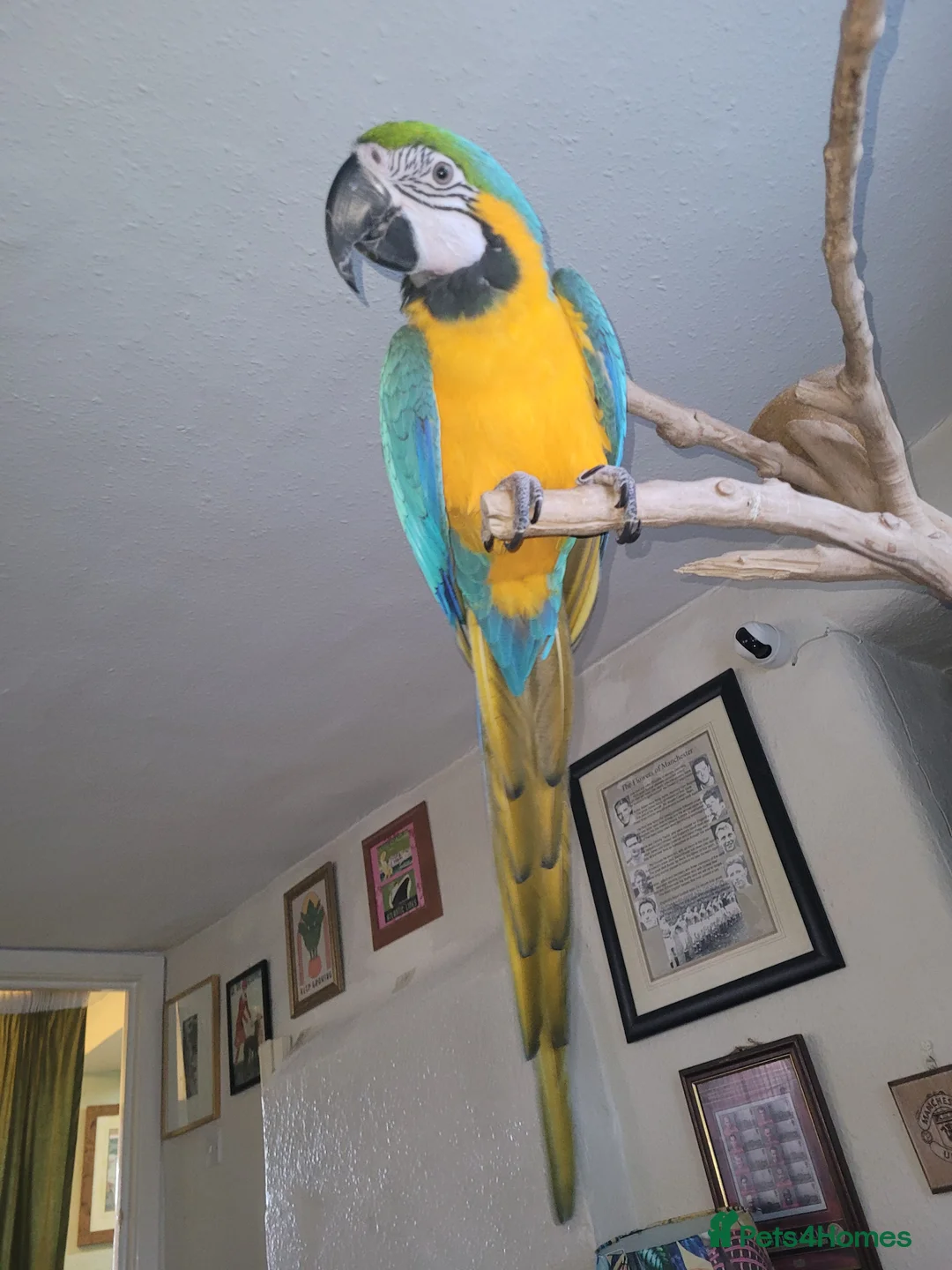 Macaws birds for sale: Blue and gold macaw for sale in Otley - Advert 2