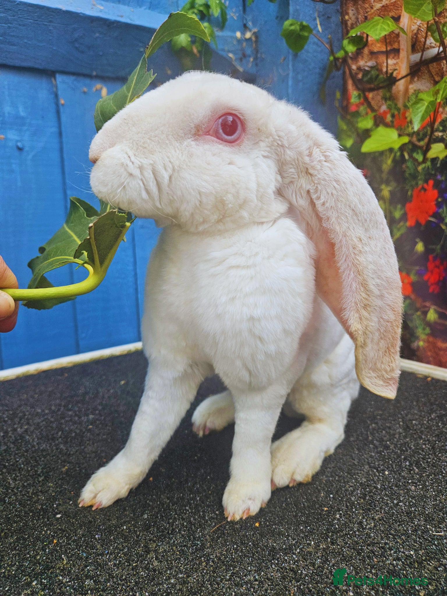 Rex rabbits Velveteen Lop REW buck - Advert 1