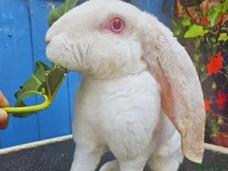 Rex rabbits Velveteen Lop REW buck - Advert 1