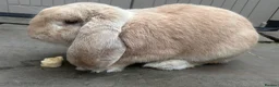 French Lop rabbits for sale: All reserved. Amazing quality French lop babies -  - Advert 4