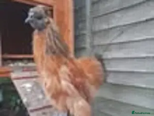 Chickens poultry Silkie Cockerels - Advert 4