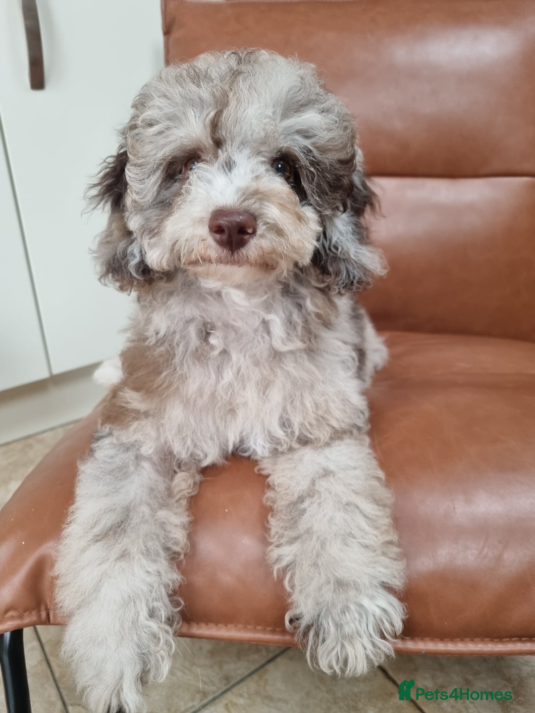 Toy Poodle dogs for sale: Stunning chocolate merle toy poodle girl! 16 weeks - Image 19