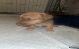 Chiweenie dogs for sale: Chi-weenies  - Image 4