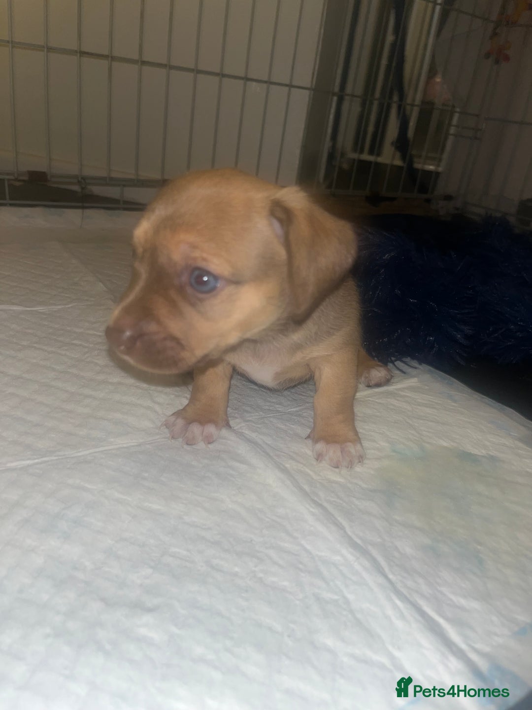 Chiweenie dogs for sale: Chi-weenies  - Image 4