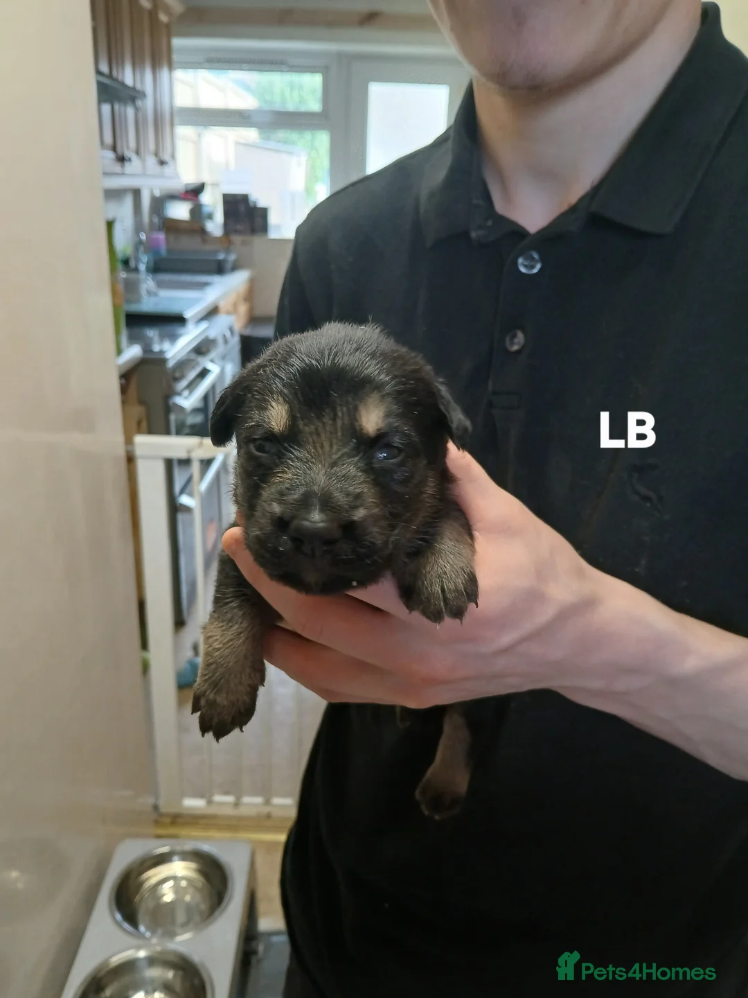 German Shepherd dogs for sale: German shepards  - Advert 8