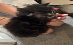 Mixed Breed cats for sale: Beautiful kittens ready to go 13 September   - Image 1