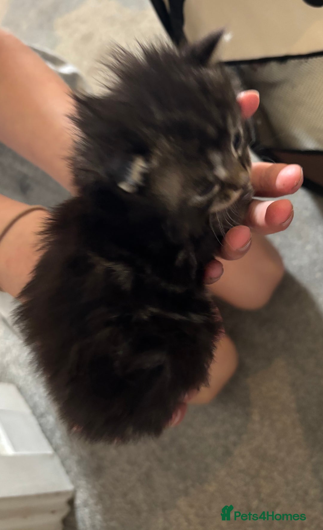 Mixed Breed cats for sale: Beautiful kittens ready to go 13 September   - Image 1