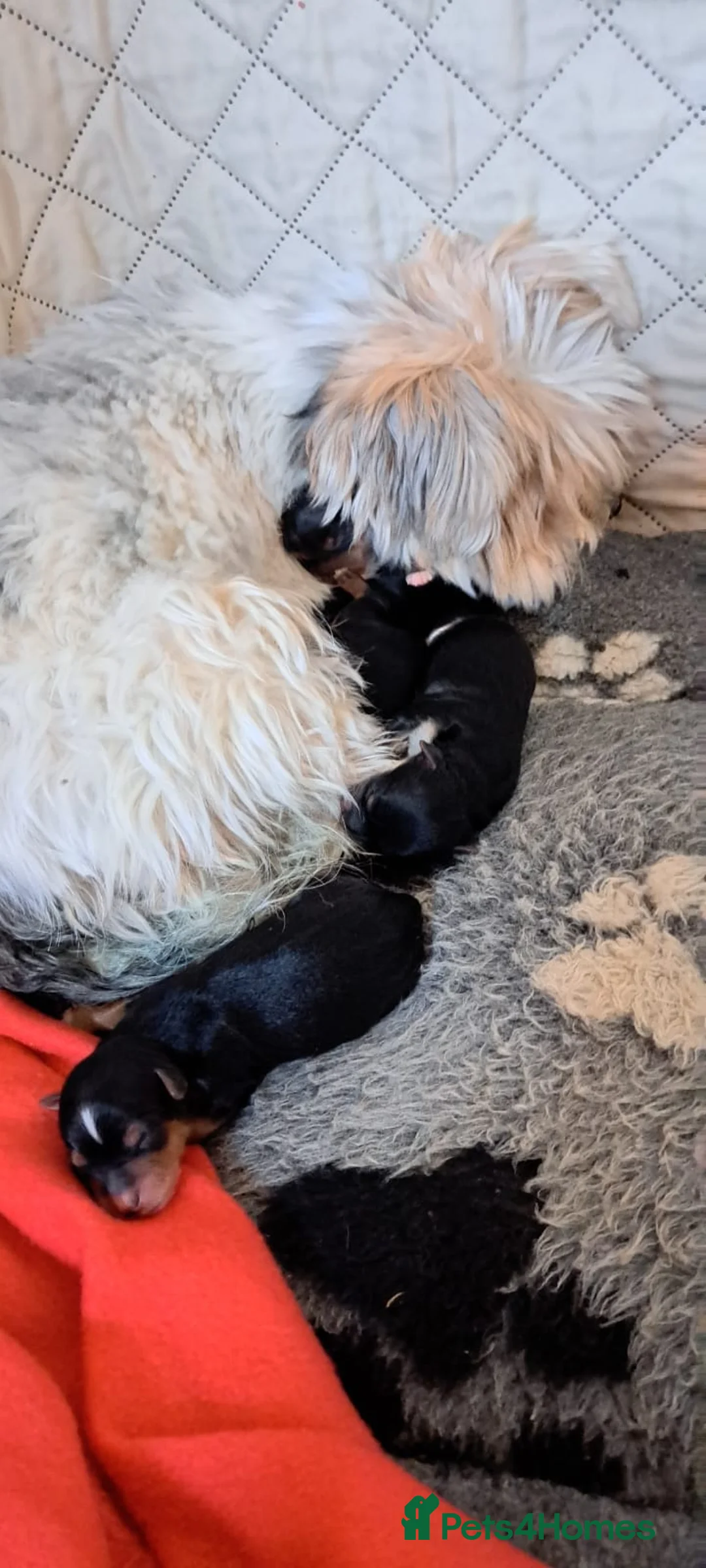 Mixed Breed dogs for sale: 2 Female Biewer x Yorkie Puppies - Advert 2