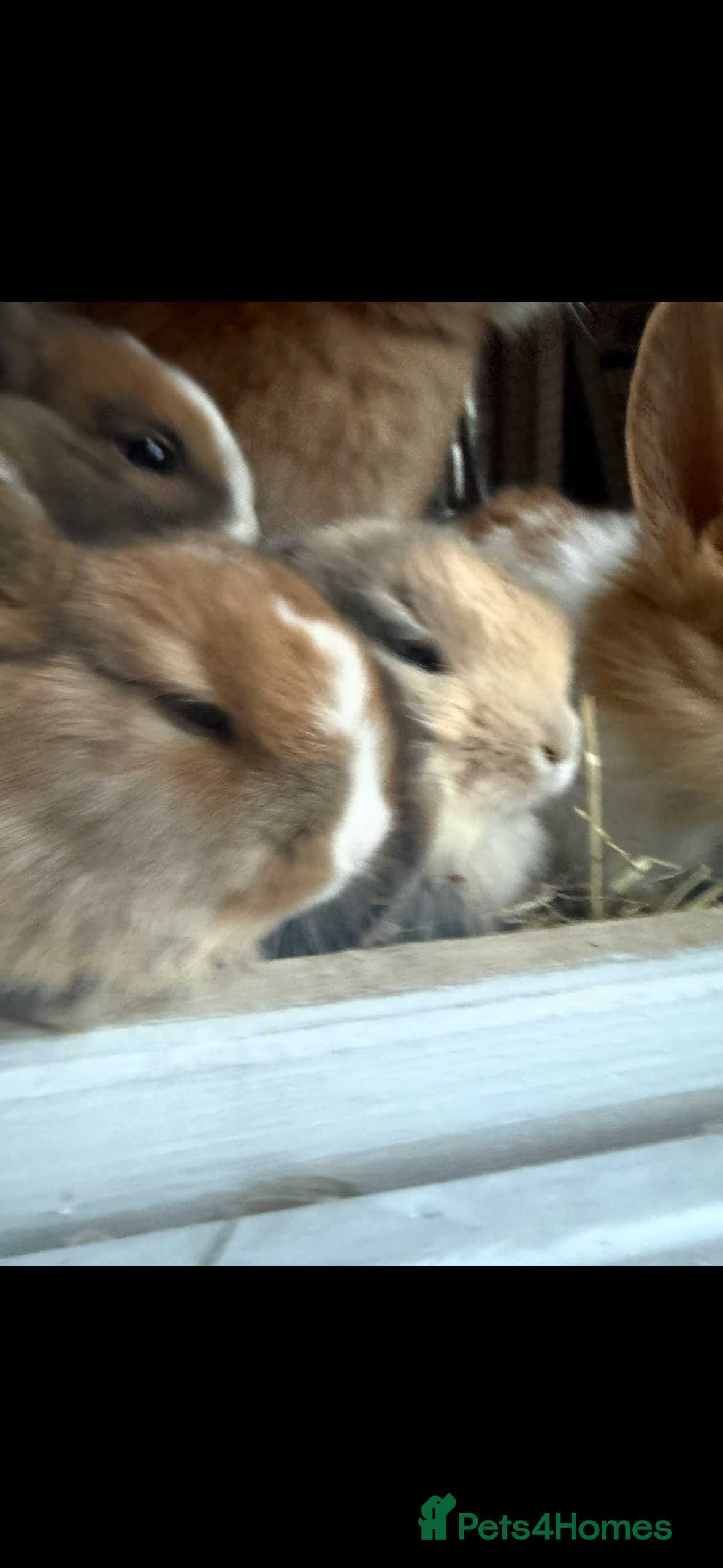 Mixed Breed rabbits Baby bunnies - Advert 2