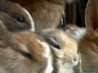 Mixed Breed rabbits Baby bunnies - Advert 2