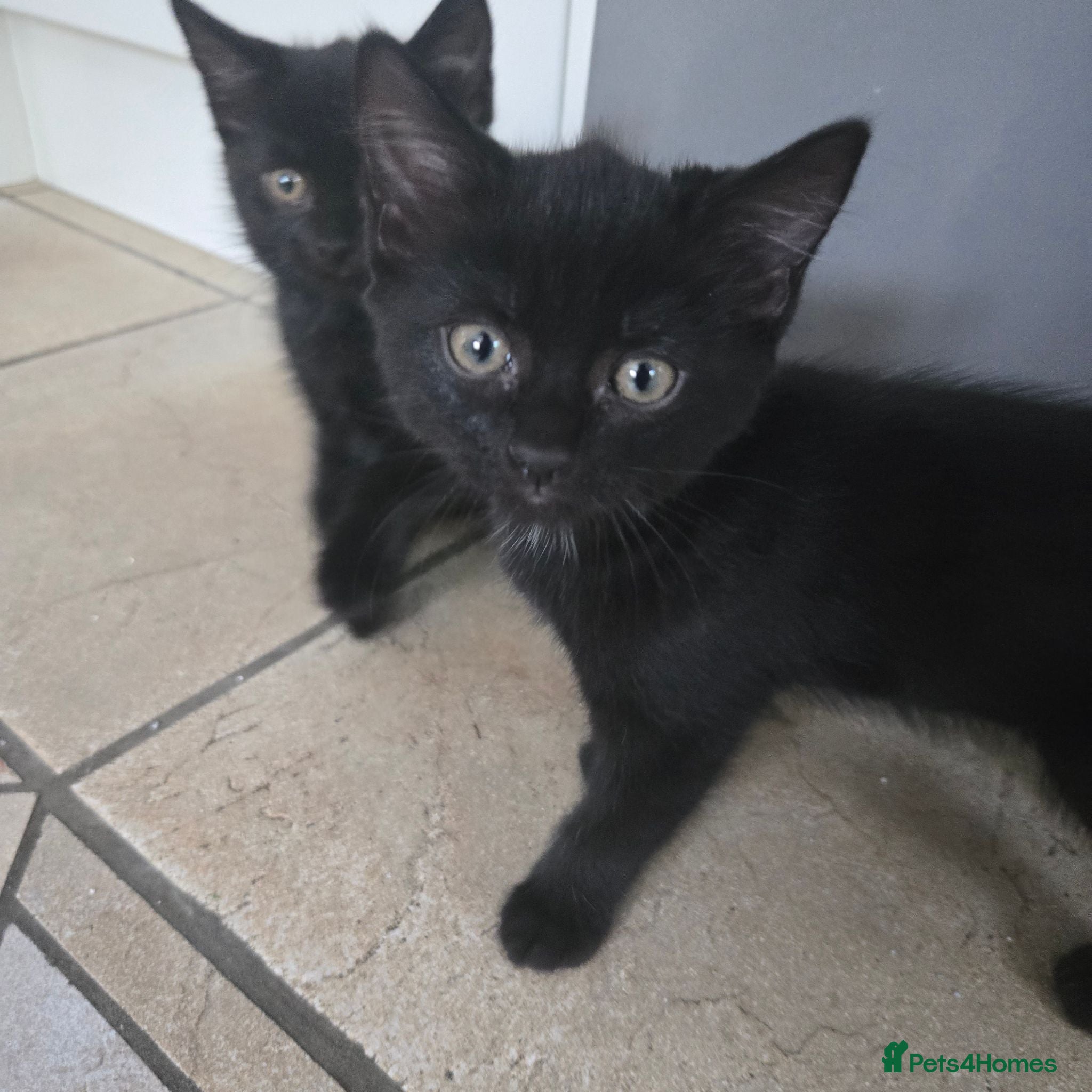Mixed Breed cats Four Gorgeous Fluffy Black Kittens 🐈‍⬛🖤 - Advert 1