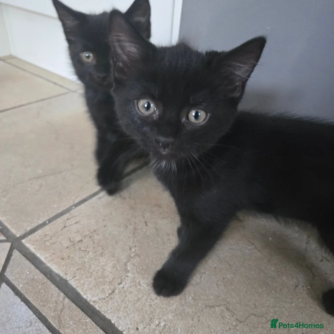 Mixed Breed cats for sale: Four Gorgeous Fluffy Black Kittens 🐈‍⬛🖤 - Advert 1