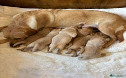 Labrador Retriever dogs for sale: KC REGISTERED DNA TESTED LABRADOR PUPPIES - Image 20
