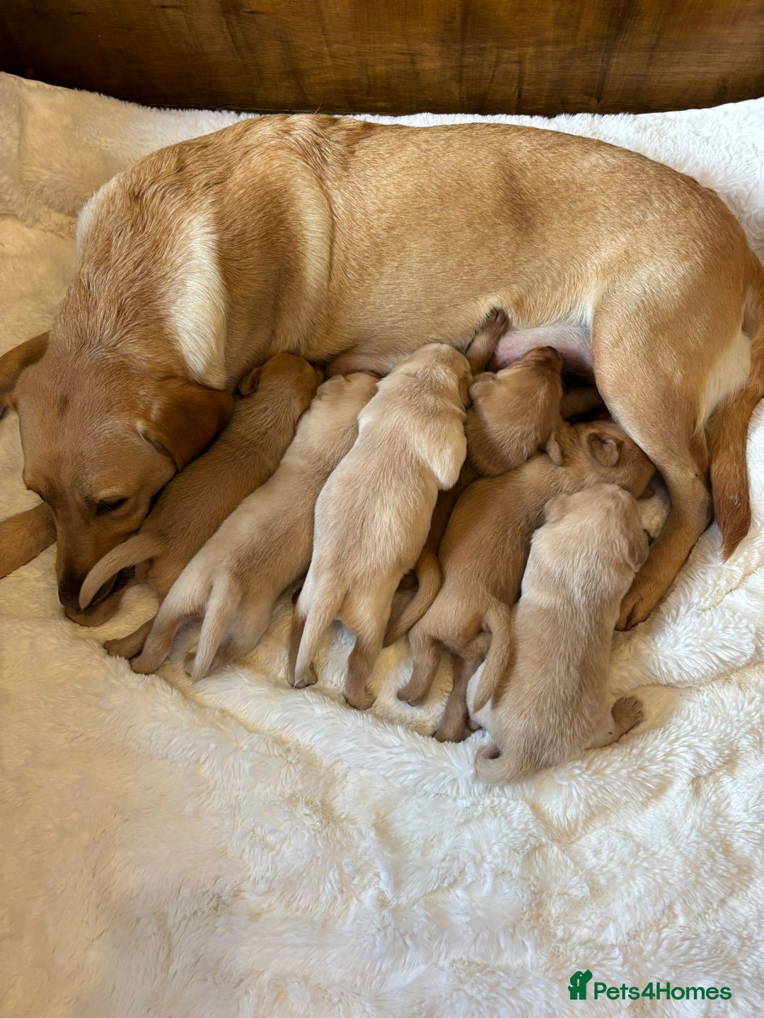 Labrador Retriever dogs for sale: KC REGISTERED DNA TESTED LABRADOR PUPPIES - Image 20