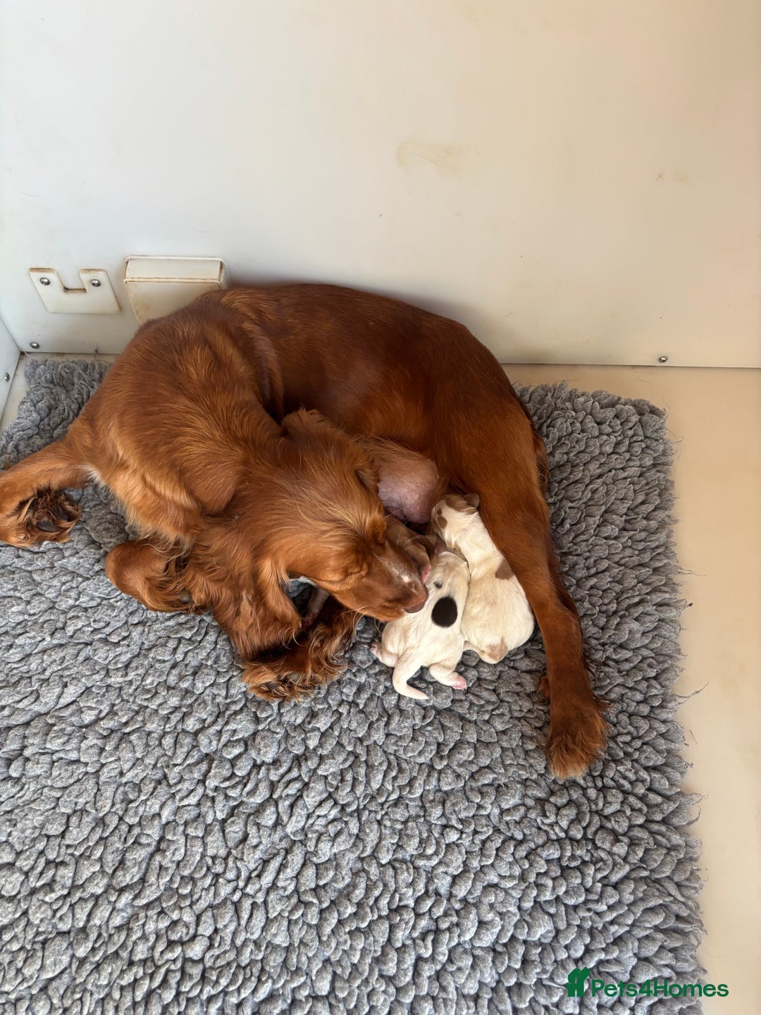Cocker Spaniel dogs for sale: UNFORTUNATELY BACK FOR SALE DUE HEALTH CONDITIONS - Image 6