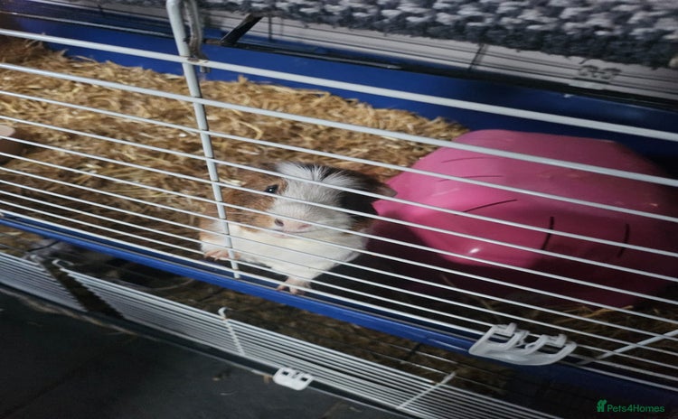 Guinea Pig rodents - Advert 1
