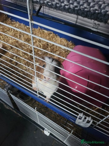 Guinea Pig rodents - Advert 3