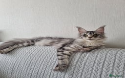 Maine Coon cats for sale: Purebred King Size Maine Coon kittens  - Image 25