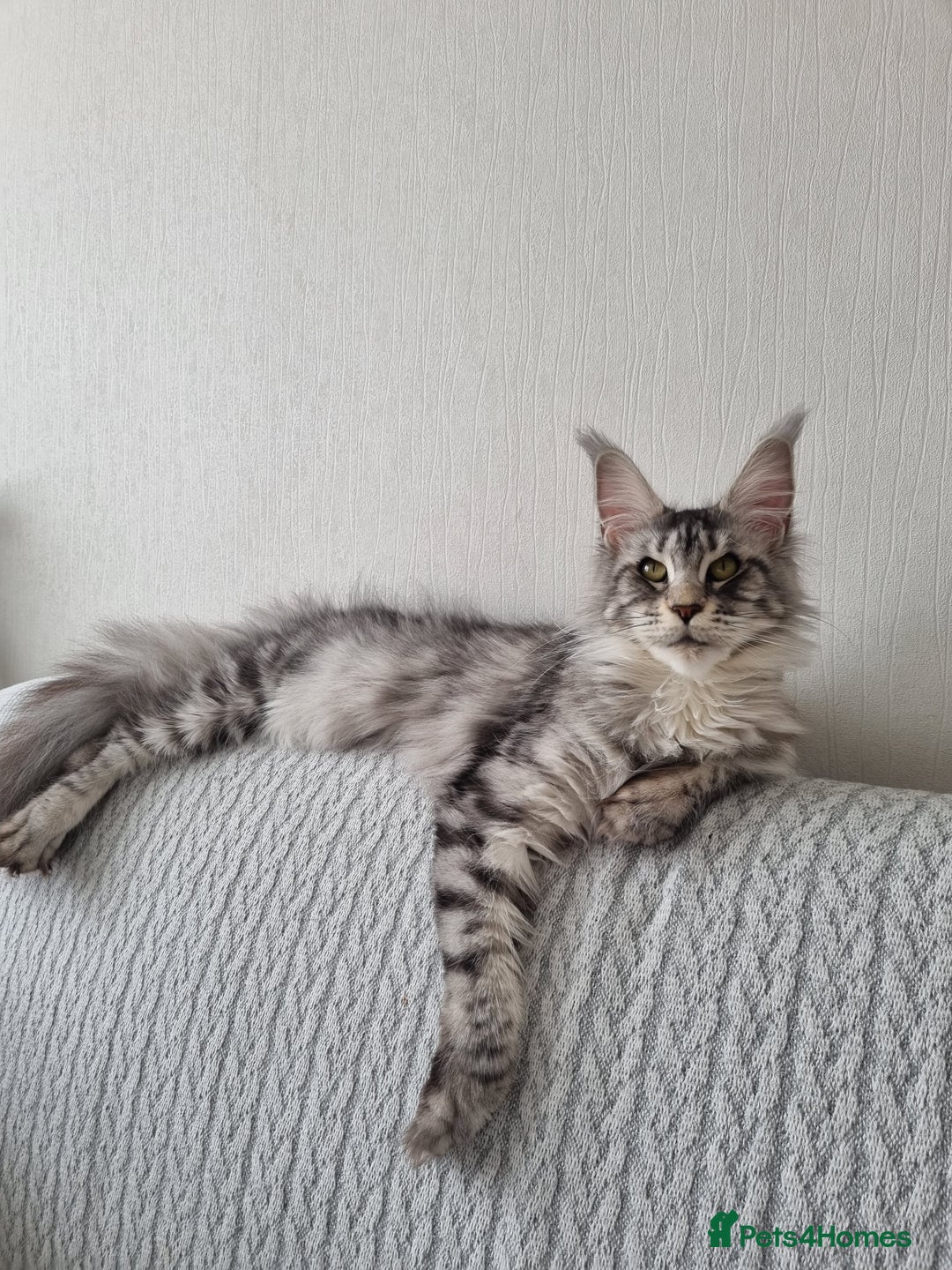 Maine Coon cats for sale: Purebred King Size Maine Coon kittens  - Image 25