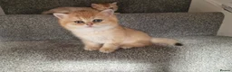 British Shorthair cats for sale: Stunning British Shorthair Golden Chinchilla - Advert 9