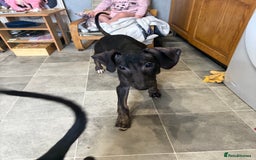 Mixed Breed dogs for sale: Saluki x lurcher puppy - Advert 3