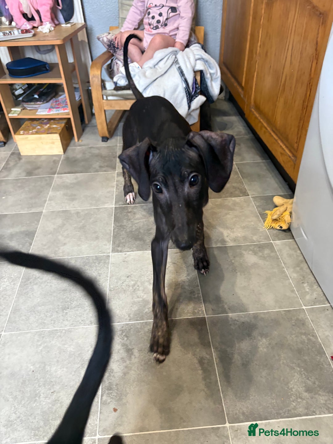 Mixed Breed dogs for sale: Saluki x lurcher puppy - Advert 3