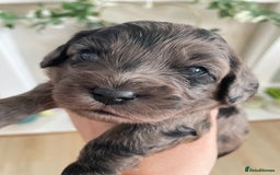 Cavapoo dogs for sale: F1 cavapoos puppies DNA Clear  - Image 11