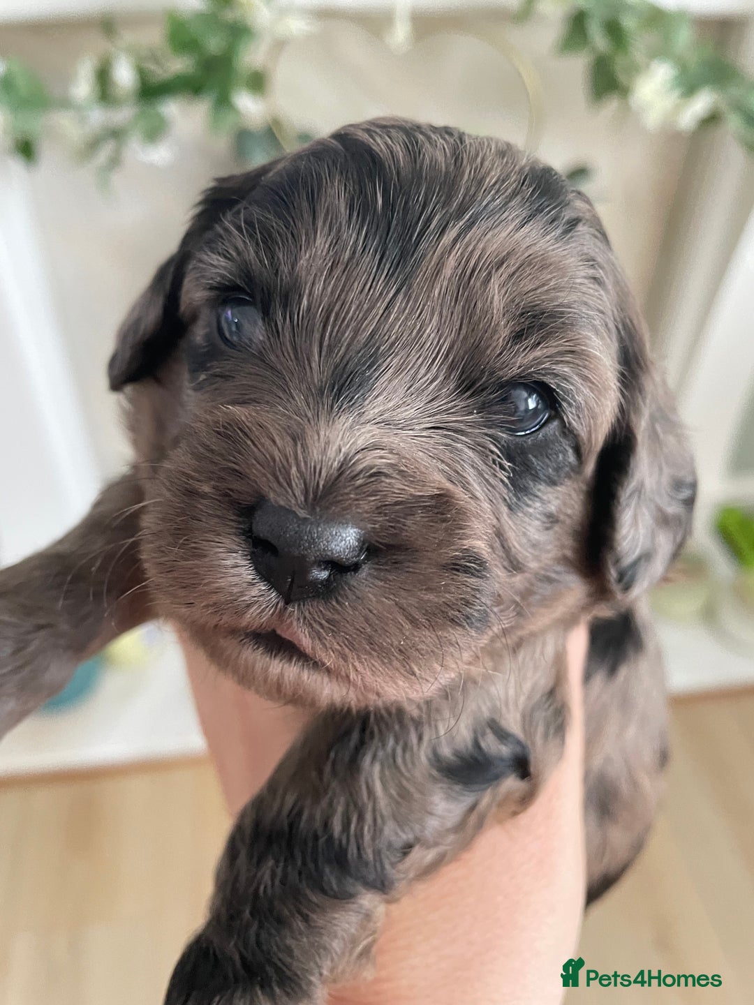 Cavapoo dogs for sale: F1 cavapoos puppies DNA Clear  - Image 11